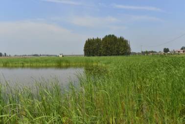 人工濕地規劃與建設